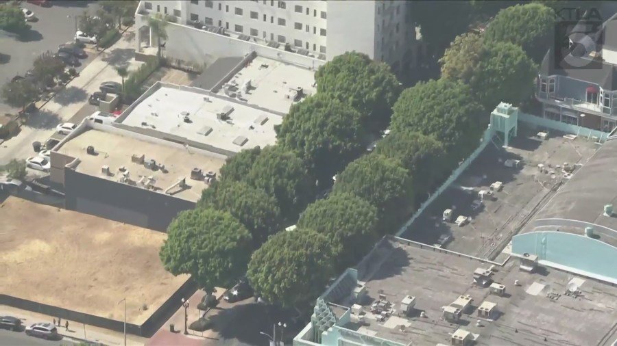 Una vista aérea Sky5 de los ficus en Uptown Whittier. (KTLA)