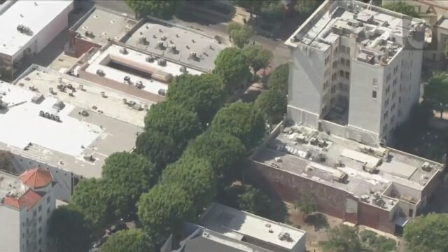 Una vista aérea Sky5 de los ficus en Uptown Whittier. (KTLA)