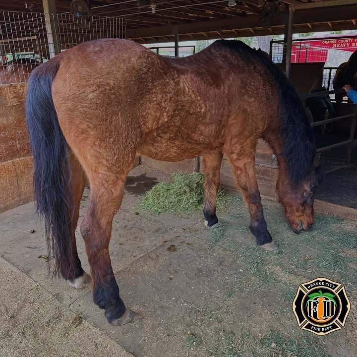 Los equipos del Departamento de Bomberos de Orange City trabajaron para rescatar a un caballo que quedó atrapado debajo de una cerca el 23 de diciembre de 2024. (Departamento de Bomberos de Orange City)