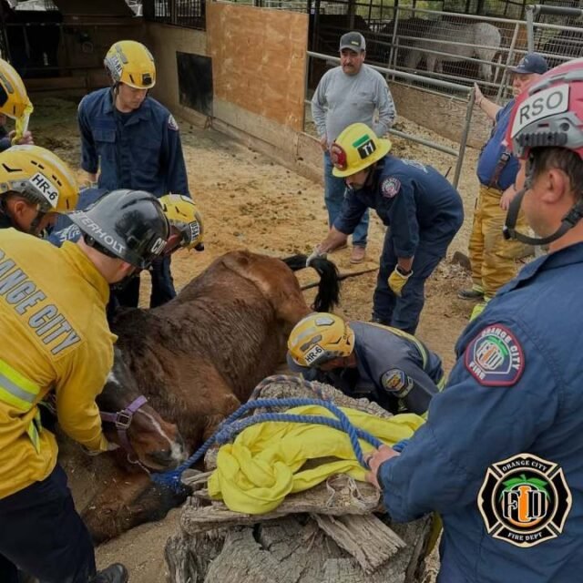 Los equipos del Departamento de Bomberos de Orange City trabajaron para rescatar a un caballo que quedó atrapado debajo de una cerca el 23 de diciembre de 2024. (Departamento de Bomberos de Orange City)