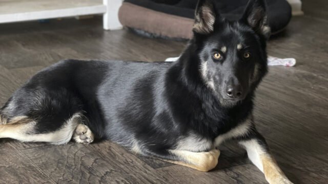 Athena, perra desaparecida en Florida, regresó a casa familiar y tocó el timbre
