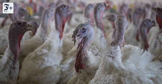 Por qué los pavos no tienen un jardín de invierno
