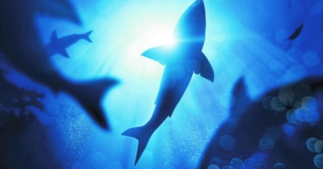 Un turista atacado y asesinado por un tiburón en el Mar Rojo
