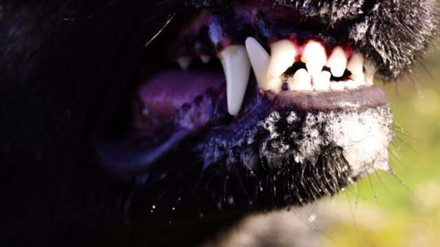 Anciana pierde parte de su brazo tras ataque de perro en Coachella Valley
