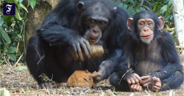 Los chimpancés aprenden a cascar nueces
