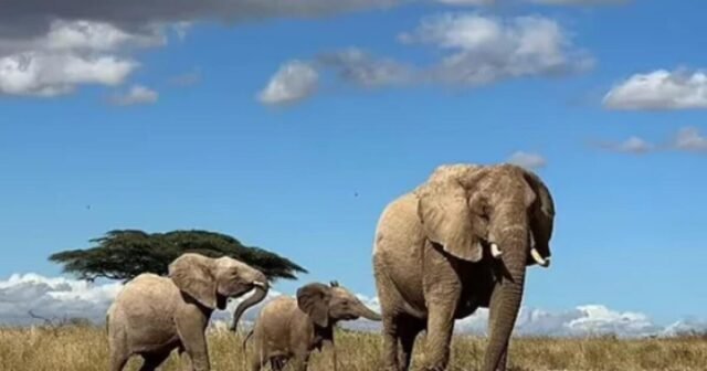 Por qué los elefantes tienen orejas enormes: el secreto del acondicionador de la naturaleza
