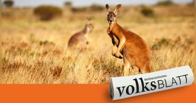 Un hombre de 43 años en Australia mató a casi 100 canguros
