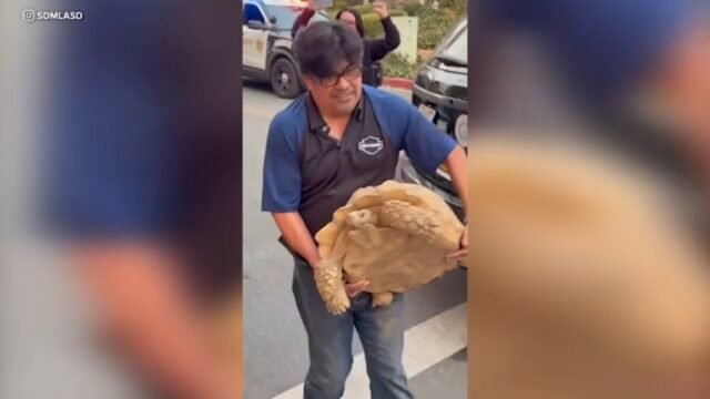 Incendios forestales en California: la tortuga mascota de 100 libras de la familia se encuentra a salvo después de sobrevivir al incendio Eaton

